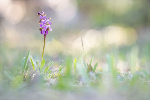 Spitzels Knabenkraut (Orchis spitzelii), Schweden, Gotland
