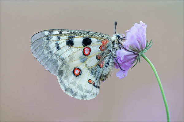 Roter Apollo (Parnassius apollo lozerae), Frankreich, Dep. Lozere