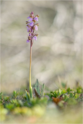 Spitzels Knabenkraut (Orchis spitzelii), Schweden, Gotland