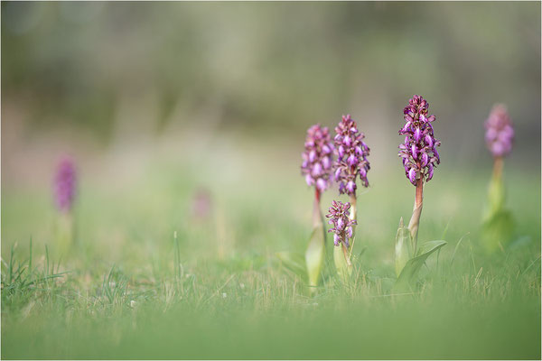 Riesen-Knabenkraut (Himantoglossum robertianum), Provence, Frankreich
