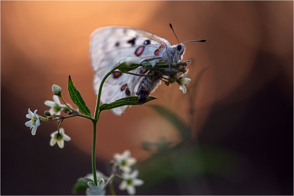 Roter Apollo (Parnassius apollo linnei), Schweden, Gotland