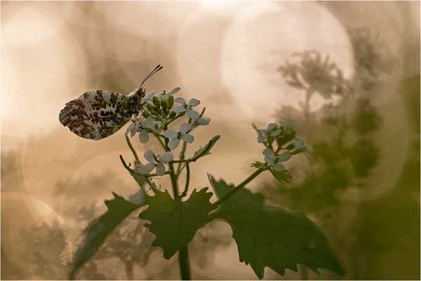 Aurorafalter (Anthocharis cardamines), Männchen, Deutschland, Baden-Württemberg