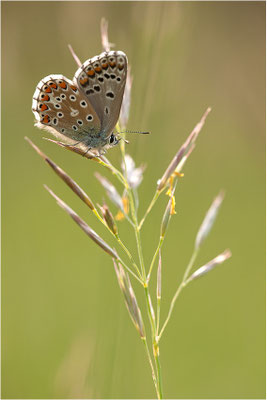 Himmelblauer Bläuling (Polyommatus bellargus), Weibchen, Deutschland, Baden-Württemberg