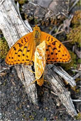 Feuriger Perlmuttfalter (Argynnis adippe), Deutschland, Rheinland-Pfalz