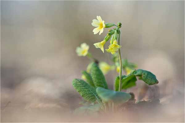 Hohe Schlüsselblume (Primula elatior), Deutschland, Baden-Württemberg