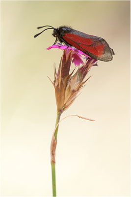 Thymian-Widderchen (Zygaena purpuralis), Schweiz, Wallis