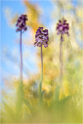 Purpur-Knabenkraut (Orchis purpurea), Frankreich, Drôme