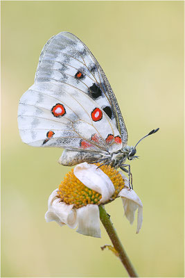 Roter Apollo (Parnassius apollo nivatus), Frankreich, Jura