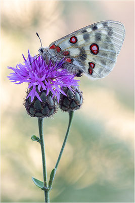 Roter Apollo (Parnassius apollo provincialis), Frankreich, Dep. Alpes-Maritimes