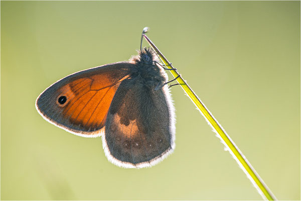 Kleines Wiesenvögelchen (Coenonympha pamphilus), Deutschland, Baden-Württemberg