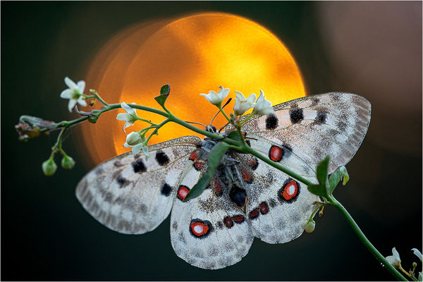 Roter Apollo (Parnassius apollo linnei), Schweden, Gotland