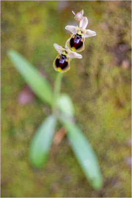 Norman´s Ragwurz (Ophrys normanii)