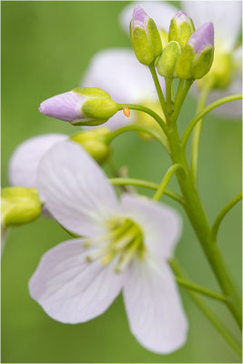 Aurorafalter (Anthocharis cardamines), Ei, Deutschland, Baden-Württemberg