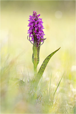 Fleischfarbene Fingerwurz (Dactylorhiza incarnata cruenta), Schweden, Gotland