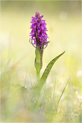 Blutrote Fingerwurz (Dactylorhiza cruenta), Schweden, Gotland