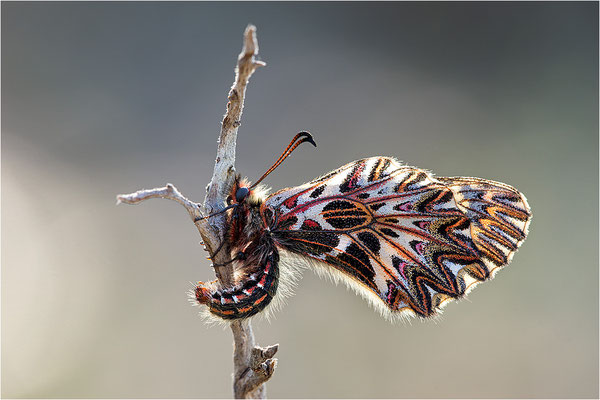 Südlicher Osterluzeifalter (Zerynthia polyxena), Männchen, Frankreich, Ardèche