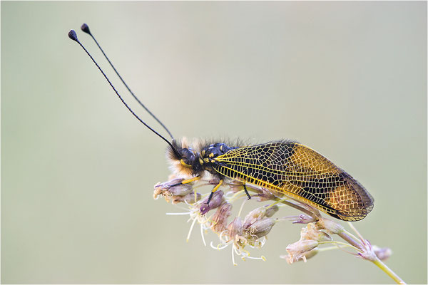 Langfühleriger Schmetterlingshaft (Libelloides longicornis), Männchen, Italien, Region Aostatal