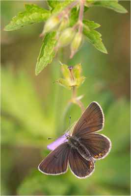 Storchenschnabel-Bläuling (Aricia eumedon), Italien, Region Aostatal, 1900m