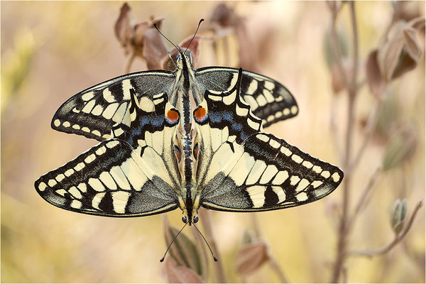 Schwalbenschwanz (Papilio machaon), Paarung, Frankreich, Bouches-du-Rhône