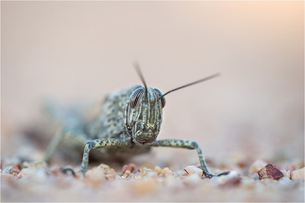 Ägyptische Wanderheuschrecke (Anacridium aegyptium), Männchen, Frankreich, Var