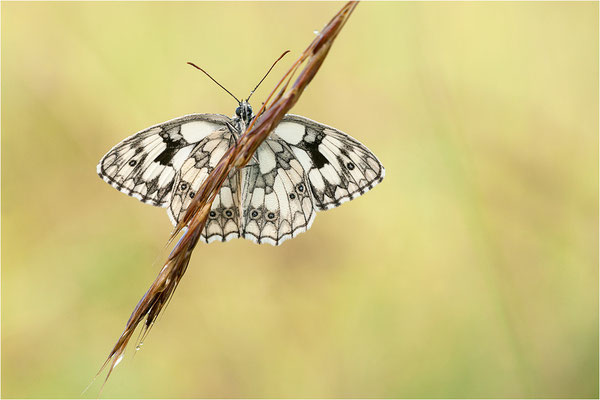 Schachbrettfalter (Melanargia galathea), Männchen, Deutschland, Baden-Württemberg