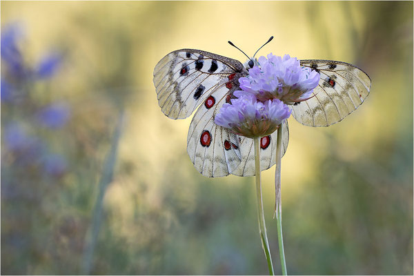 Roter Apollo (Parnassius apollo pedemontanus), Italien, Region Aostatal