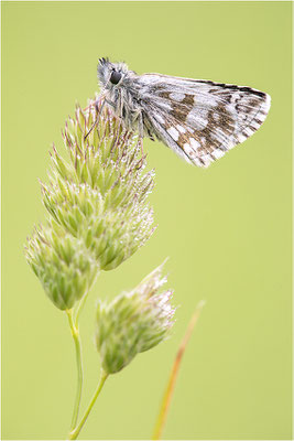 Rundfleckiger Würfel-Dickkopffalter (Pyrgus serratulae), Frankreich, Drôme