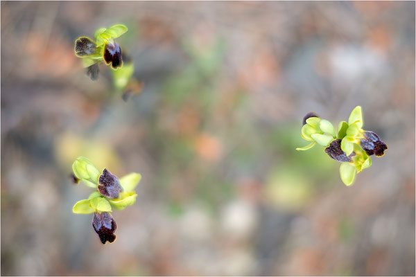 Ophrys bilunulata