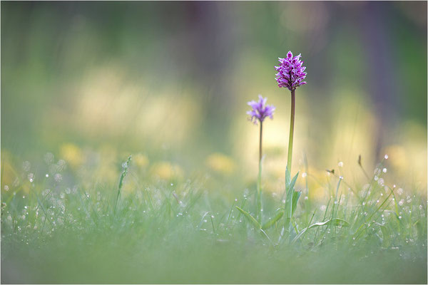 Affen-Knabenkraut (Orchis simia), Frankreich, Isere