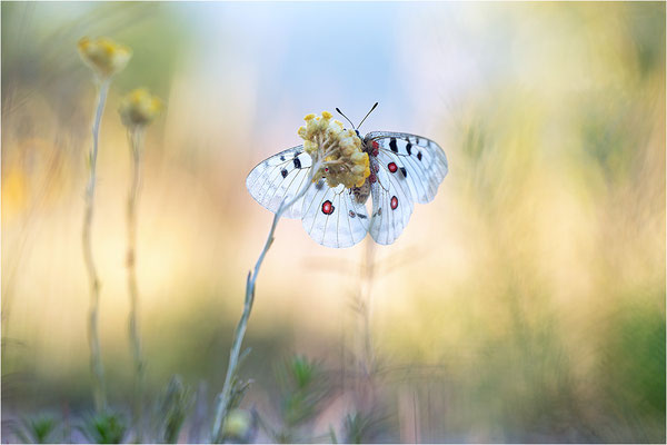 Roter Apollo (Parnassius apollo venaissimus), Frankreich, Dep. Vaucluse