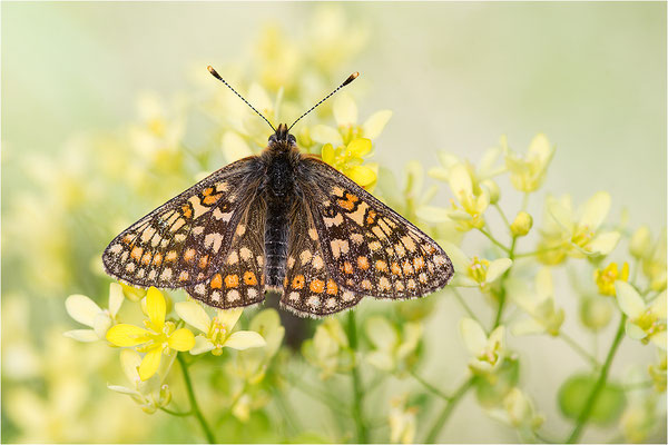 Alpen-Scheckenfalter (Euphydryas cynthia), Italien, Region Aostatal, 1900m