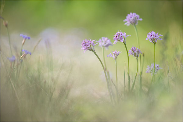 Dreizähniges Knabenkraut (Neotinea tridentata), Dep. Drôme, Frankreich