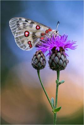 Roter Apollo (Parnassius apollo provincialis), Frankreich, Dep. Alpes-Maritimes