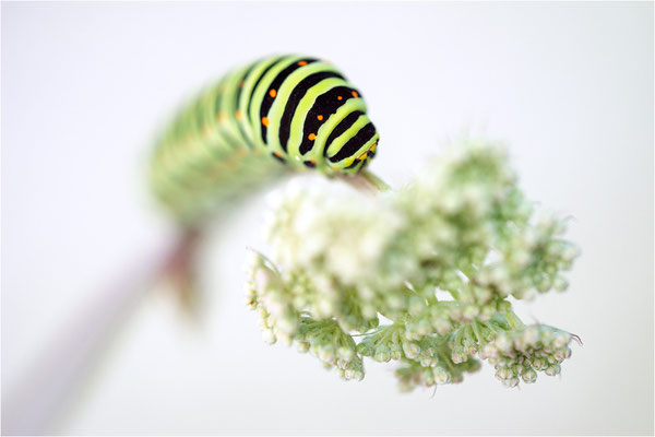 Schwalbenschwanz (Papilio machaon)