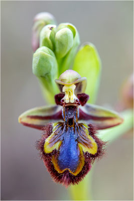 Ophrys speculum, Bouches-du-Rhône