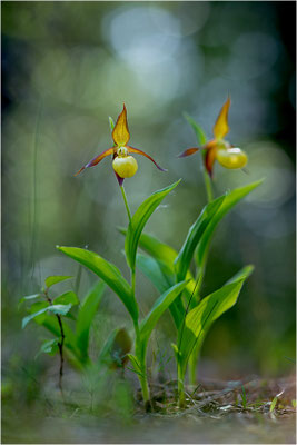 Gelber Frauenschuh (Cypripedium calceolus), Schweden, Jämtlands län