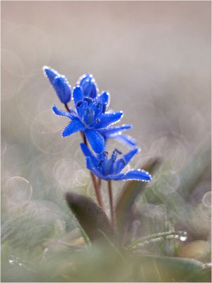 Zweiblättriger Blaustern (Scilla bifolia), Deutschland, Baden-Württemberg