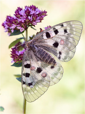 Roter Apollo (Parnassius apollo geminus), Schweiz, Kanton Bern