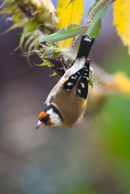 Stieglitz (Carduelis carduelis), Deutschland, Baden-Württemberg