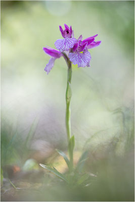 Großblütige Schmetterlings-Hundswurz (Anacamptis papilionacea expansa), Italien, Sardinien