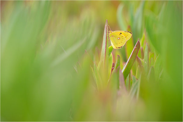Postillon (Colias crocea), Frankreich, Korsika