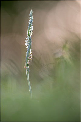 Herbst-Drehwurz (Spiranthes spiralis), Frankreich, Alsace