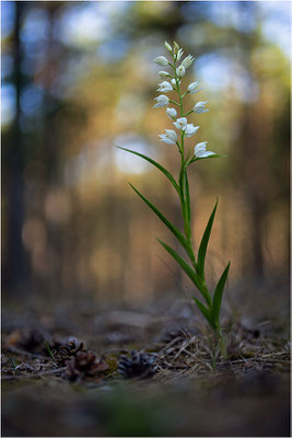 Schwertblättriges Waldvöglein (Cephalanthera longifolia), Schweden,  Farö