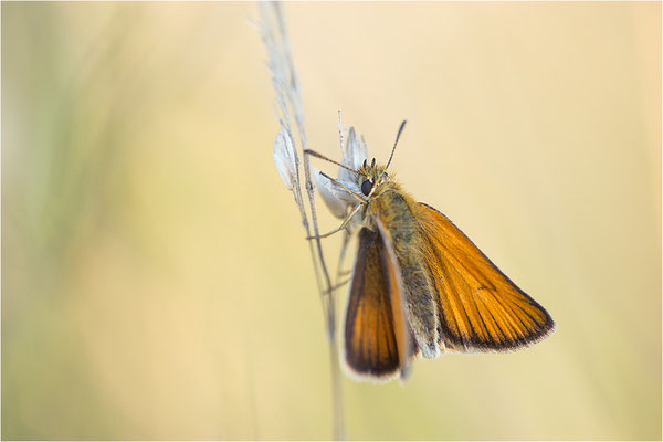 Braunkolbiger Braun-Dickkopffalter (Thymelicus sylvestris), Deutschland, Baden-Württemberg