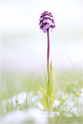 Purpur-Knabenkraut (Orchis purpurea), Frankreich, Drôme