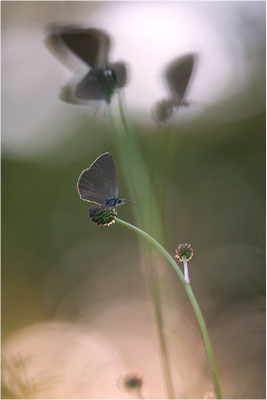 Dunkler Wiesenknopf-Ameisenbläuling (Phengaris nausithous), Deutschland, Baden-Württemberg
