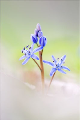 Zweiblättriger Blaustern (Scilla bifolia), Deutschland, Baden-Württemberg