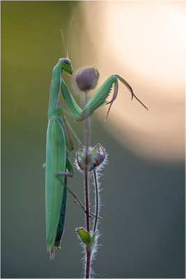 Europäische Gottesanbeterin (Mantis religiosa), Weibchen, Deutschland, Baden-Württemberg