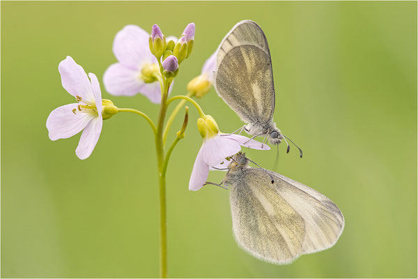 Tintenfleck-Weißling (Leptidea sinapis bzw. juvernica), Paar, Deutschland, Baden-Württemberg