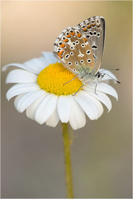 Himmelblauer Bläuling (Polyommatus bellargus), Weibchen, Deutschland, Baden-Württemberg